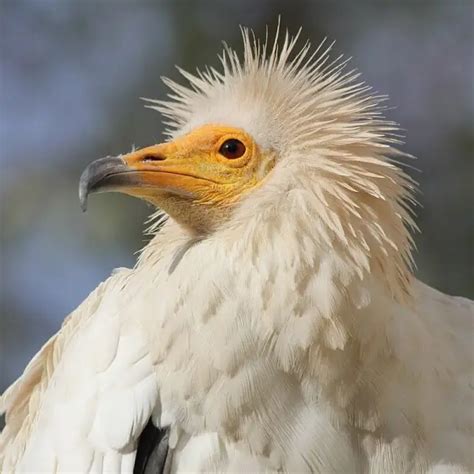 Egyptian Vulture - Facts, Diet, Habitat & Pictures on Animalia.bio