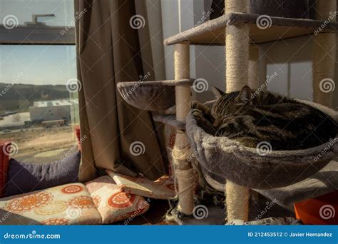 Tabby cat sleeping stock photo. Image of adorable, comfort - 212453512