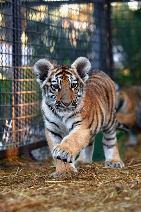 Tiger cubs playing stock image. Image of fighting, learning - 46735