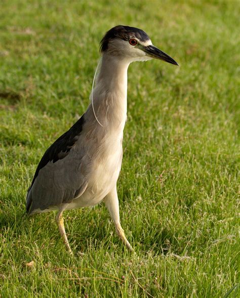 Yellow-crowned Night-Heron | San Diego Bird Spot