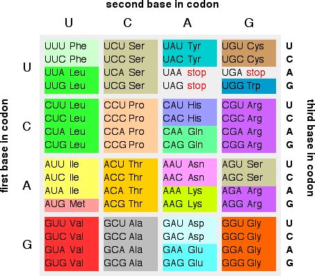 the genetic code