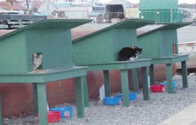 Trap-neuter-return method proves useful in reducing feral cat ...