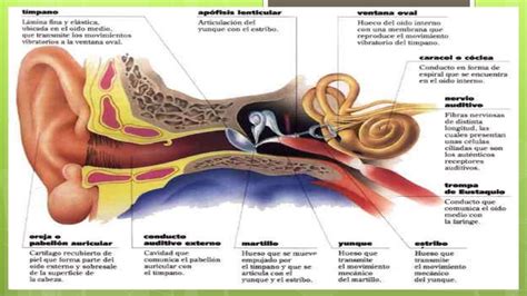 Semiologia de oido, nariz y garganta