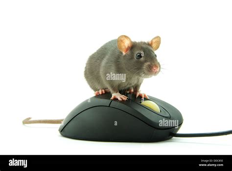 rat on computer mouse Stock Photo - Alamy