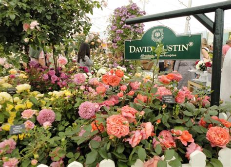 English Roses: Varieties, Photos. Tips For Buying And Planting (Part 1 ...