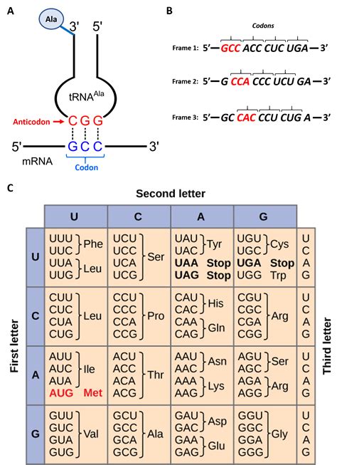 Figure 11.3 Reading the mRNA Template