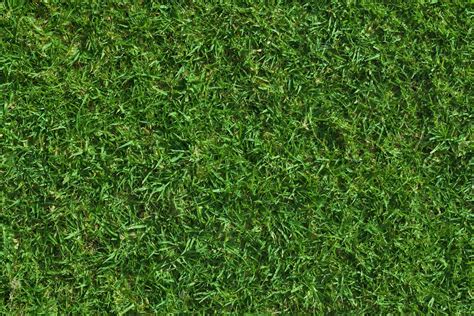 Download Beautiful and vibrant green grass texture | Wallpapers.com