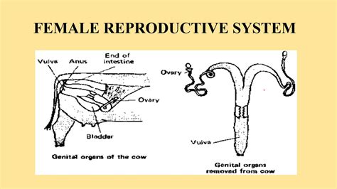 Female Cattle Reproductive System