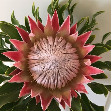 Fav Protea. Grown in sub-tropical climates. | Tropical climate ...