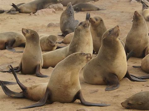 10 Incredible Seal Facts - A-Z Animals