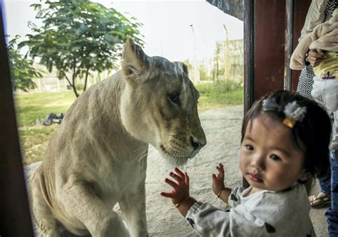 Sharjah Safari Park Tickets - Sharjah Zoo - Mala Tourism