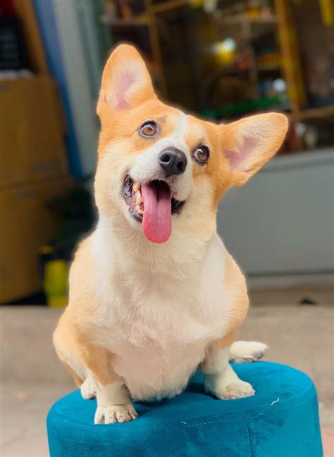 Chó Corgi vàng trắng mã CG1112 - Pet House - Cửa hàng thú cưng và phụ kiện