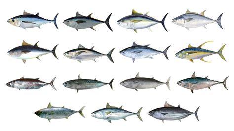 Tuna Fish Species | Types Of Tuna | In English - YouTube