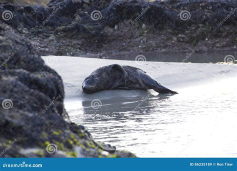 Sea Lion Sleeping on the Beach Stock Image - Image of animal, seal ...