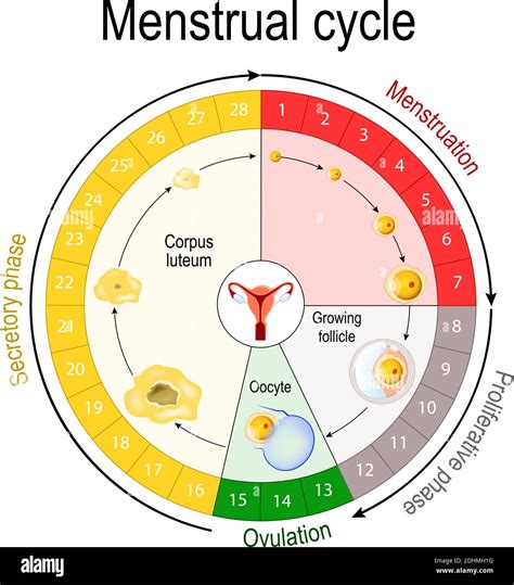 Chart Of The Menstrual Cycle