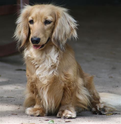 49+ Cream Long Haired Dachshund Puppies Picture - Bleumoonproductions