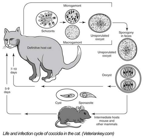 coccidia in cats australia - Maye Pearce