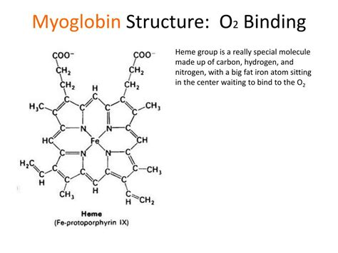 [DIAGRAM] Structure Of Myoglobin Diagram - MYDIAGRAM.ONLINE