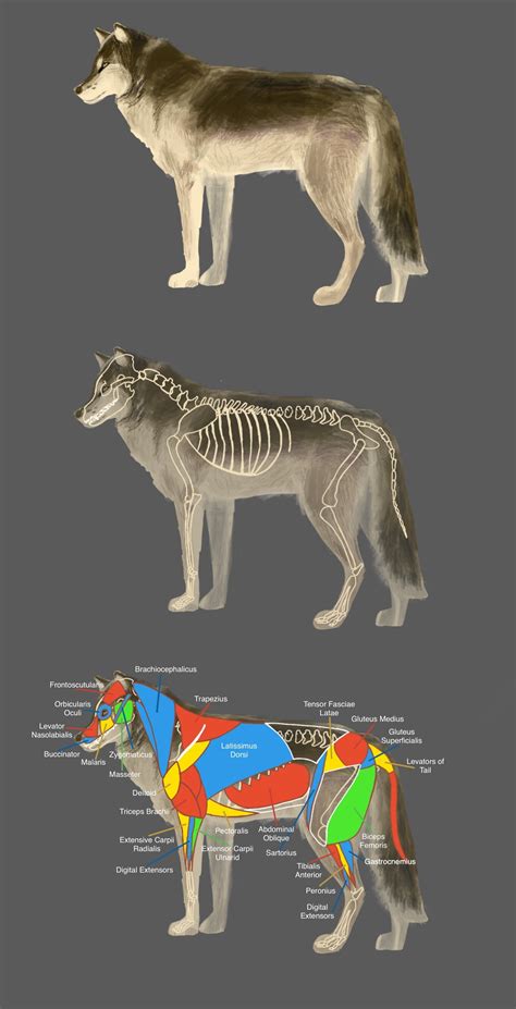 Wolf Head Anatomy