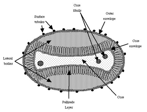 Poxviridae