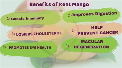 Kent Mango- Origin, Characteristics, Nutrition, Amazing Benefits ...