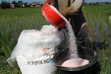 Pupuk NPK dan Urea Dinilai Tingkatkan Produktivitas Tanaman | Republika ...