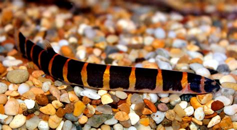 Kuhli Loach: Features, Care, Tank Mates, And More