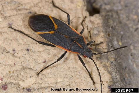 Boxelder Bugs | The Buggiest Bugs of All |Stewart's Lawn