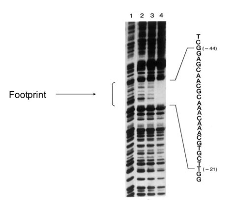 DNase I Footprinting - Creative BioMart