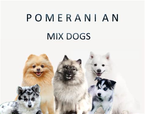 Top 15 Most Popular Pomeranian Mix Dogs - PetHelpful