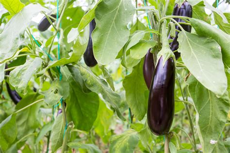 Eggplant Growing Guide | Tui | Prepare, Plant, Nourish