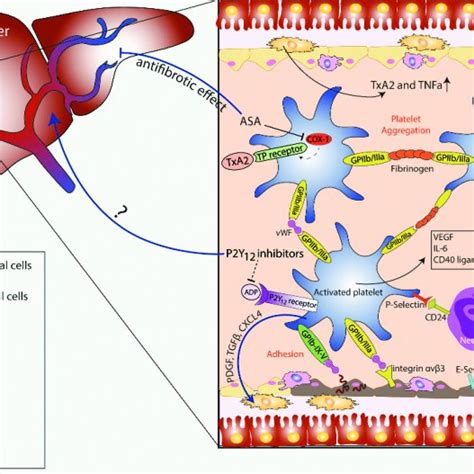 Coagulation cascade and fibrinolytic system. a) The coagulation ...