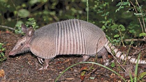 Armadillos burrow into region | Local | thetandd.com