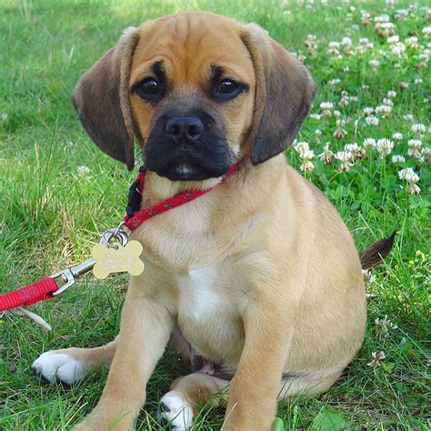 Puggle - Beagle and Pug mix - My Doggy Rocks