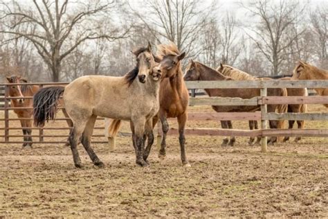 How To Keep Horses Cool In Extreme Heat? - Horses & Foals