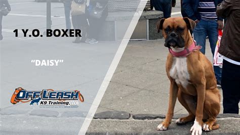 25+ Boxer Dog Guard Training Photo - Bleumoonproductions