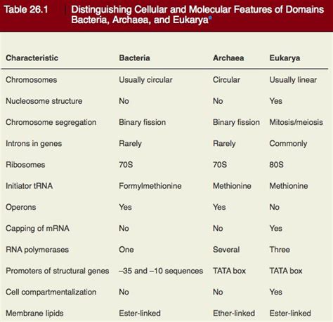 Domain Archaea Characteristics