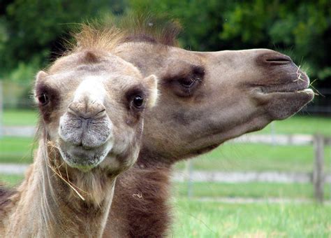 Bactrian Camels - Camelus bactrianus image - Free stock photo - Public ...