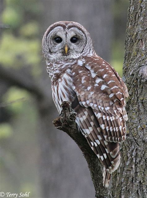 Barred Owl - South Dakota Birds