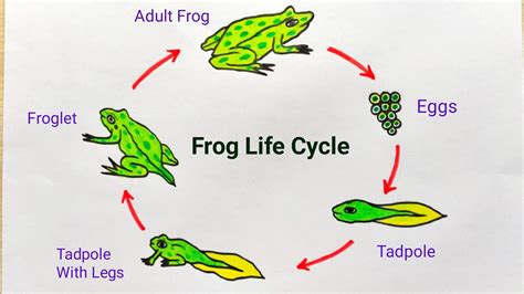 How to draw Frog life cycle | Frog life cycle drawing easy | Life cycle ...