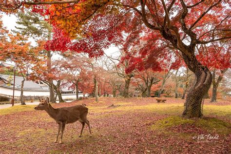 Fall at Nara Deer Park - Rare Photos by Viki Pandit