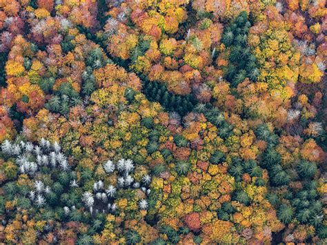 Bavarian Forest on Behance