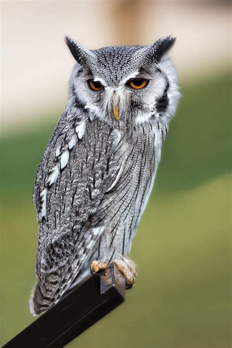 Northern White faced Owl (Ptilopsis leucotis) | Owl photos, Owl, Owl ...