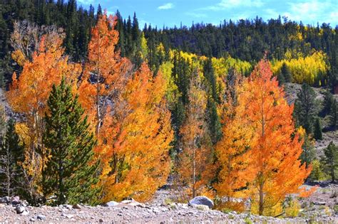 Fall Color in Colorado. The Aspen trees were amazing! | Aspen trees ...