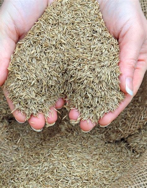 Perennial Rye Grass Seeds 50 lb. Bag Blend - Silt Management Supplies, LLC.