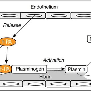 Fibrinolytic system in vivo. Visualizes the representation of the ...