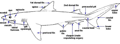 Shark Anatomy – Discover Fishes