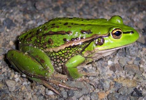 Growling Grass Frog (Litoria raniformis)