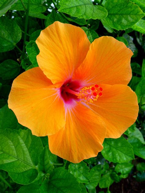 Hawaiian Hibiscus by joeyartist on DeviantArt