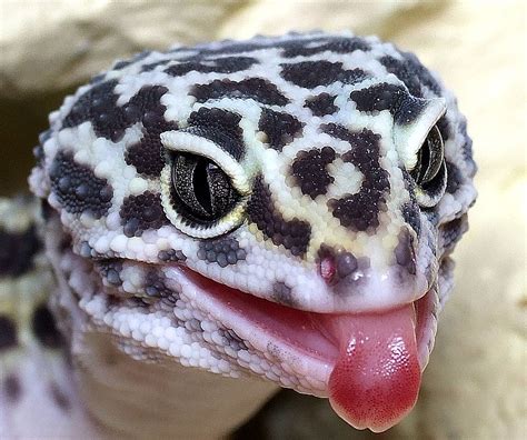 Gallery For > Baby Leopard Gecko Smiling | Leopard gecko, Gecko, Cute ...